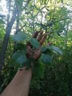 Image of Bursera heteresthes Bullock