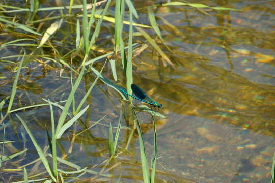 Image of Western Demoiselle