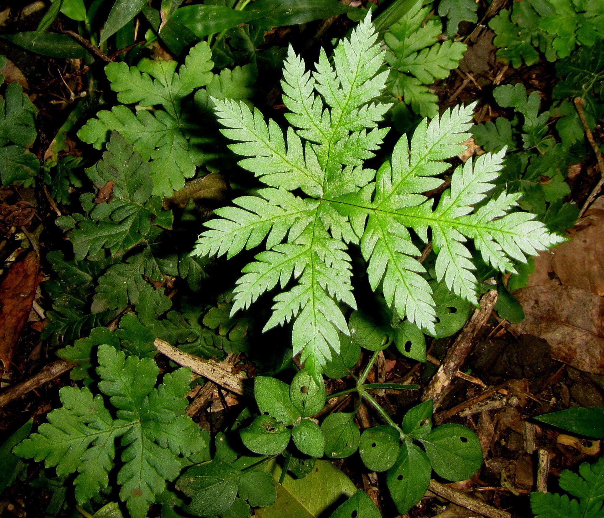 Image of Doryopteris concolor (Langsd. & Fisch.) Kuhn