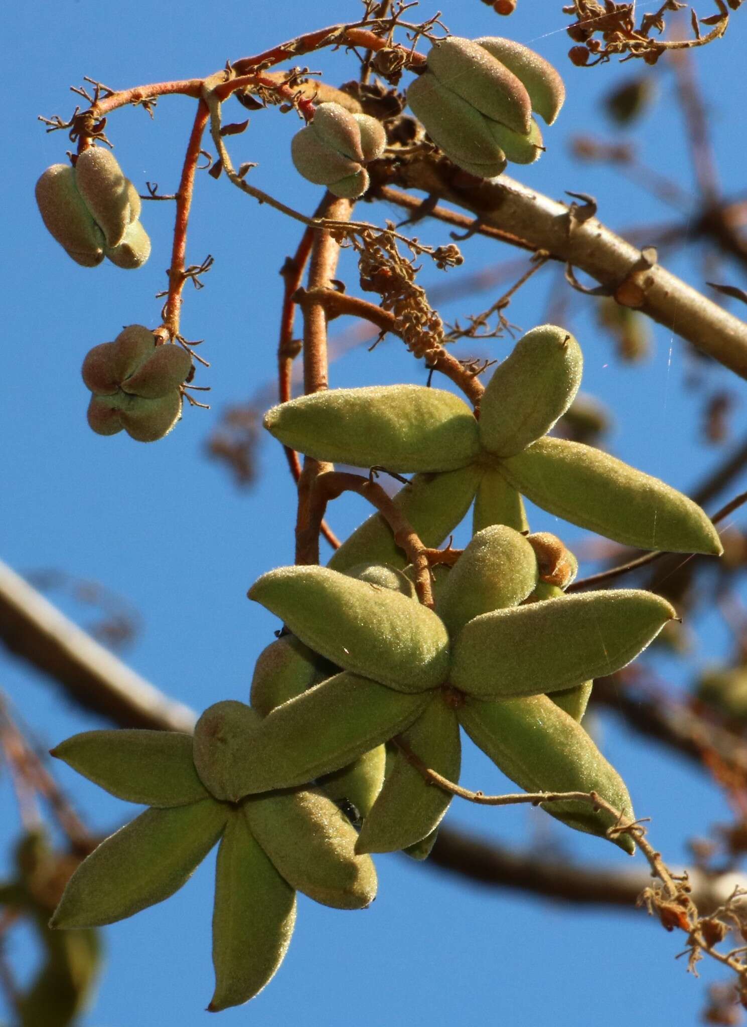 Imagem de Sterculia villosa Roxb.