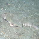 Image of Polka-dot batfish
