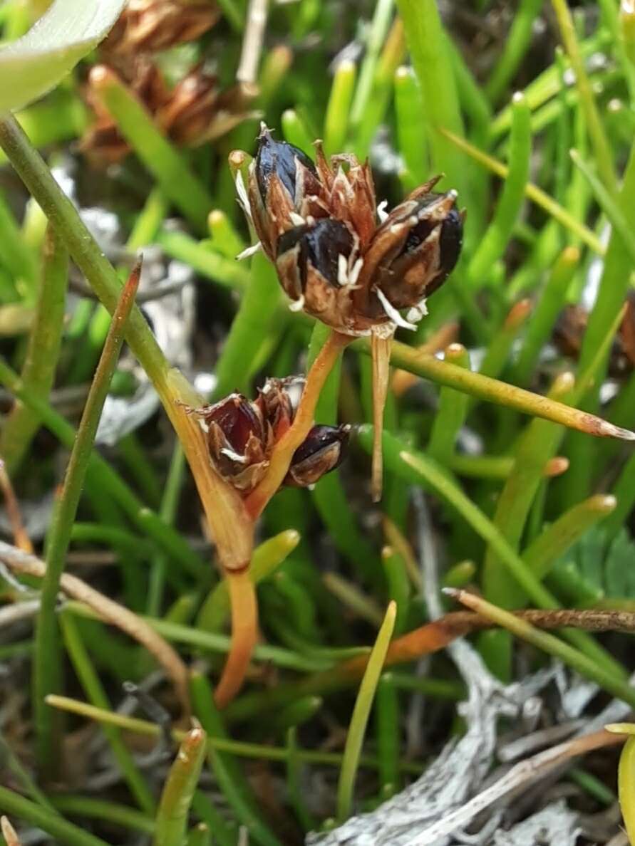 Image of Juncus scheuchzerioides Gaudich.