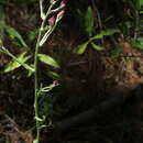 Image of Pseudognaphalium purpurascens (DC.) A. A. Anderberg