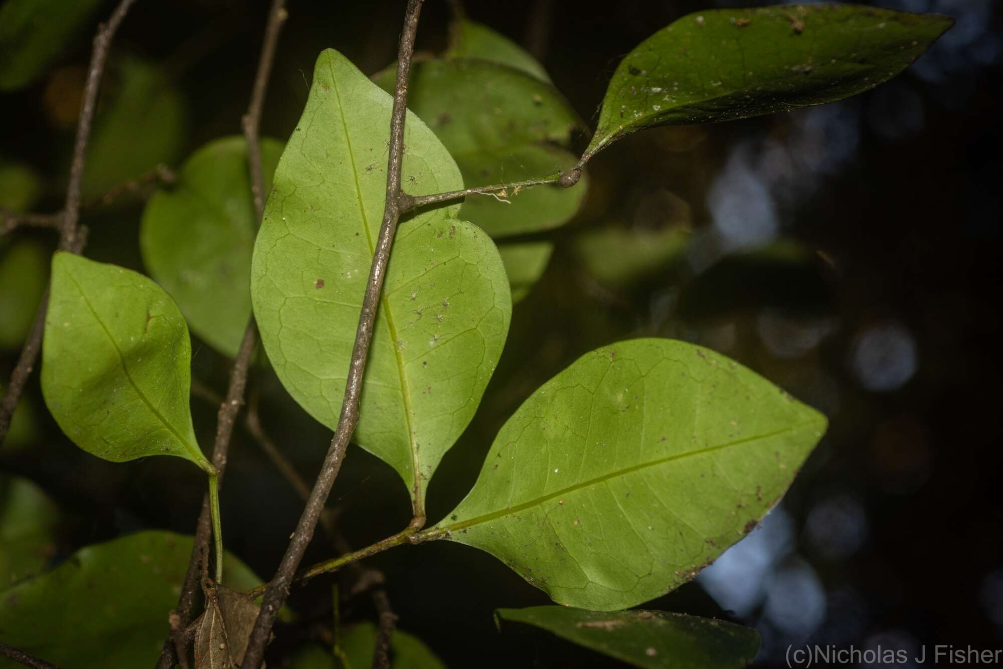 Plancia ëd Rhysotoechia bifoliolata Radlk.