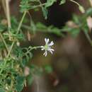 صورة Stellaria recurvata Willd. ex Schltdl.