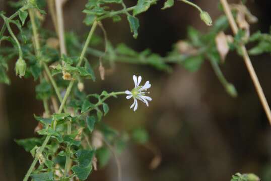 Image of Stellaria recurvata Willd. ex Schltdl.