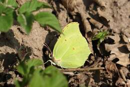 Image of Gonepteryx rhamni (Linnaeus 1758)