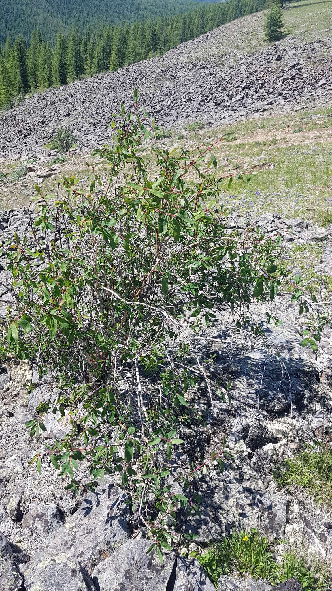 Image of Lonicera caerulea subsp. altaica (Pall.) Gladkova