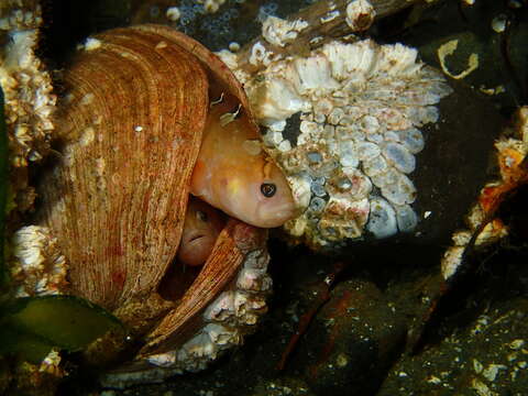 Image of Bracketed blenny