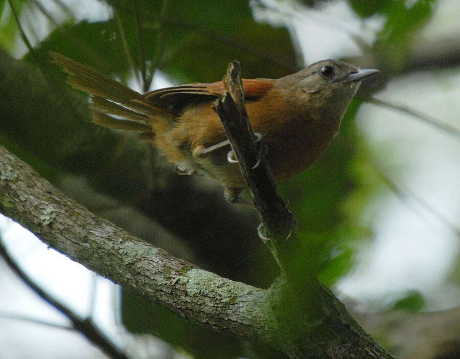 Image of White-lored Spinetail