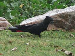 Image of Calyptorhynchus banksii banksii (Latham 1790)