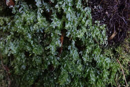 Image of Polyphlebium venosum (R. Br.) Copel.