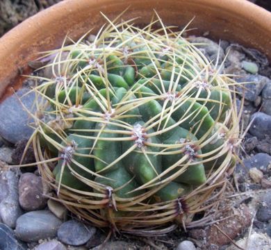Image of <i>Gymnocalycium monvillei</i> (Lem.) Pfeiff. ex Britton & Rose