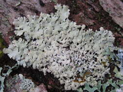 Image of Showman's hypotrachyna lichen