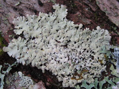 Image of Showman's hypotrachyna lichen