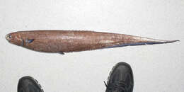 Image of deep-sea spiny eels