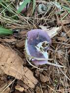 Image of Russula capensis A. Pearson 1950