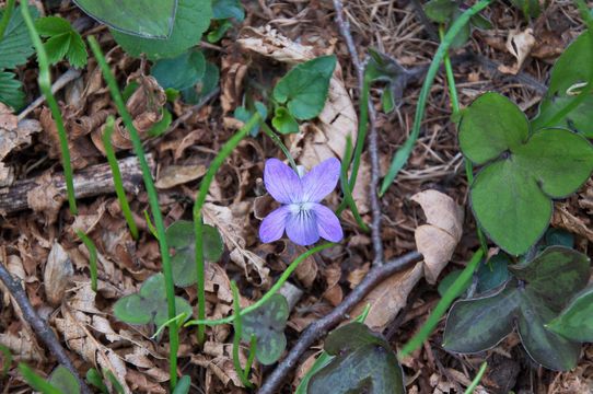 Image of White Violet
