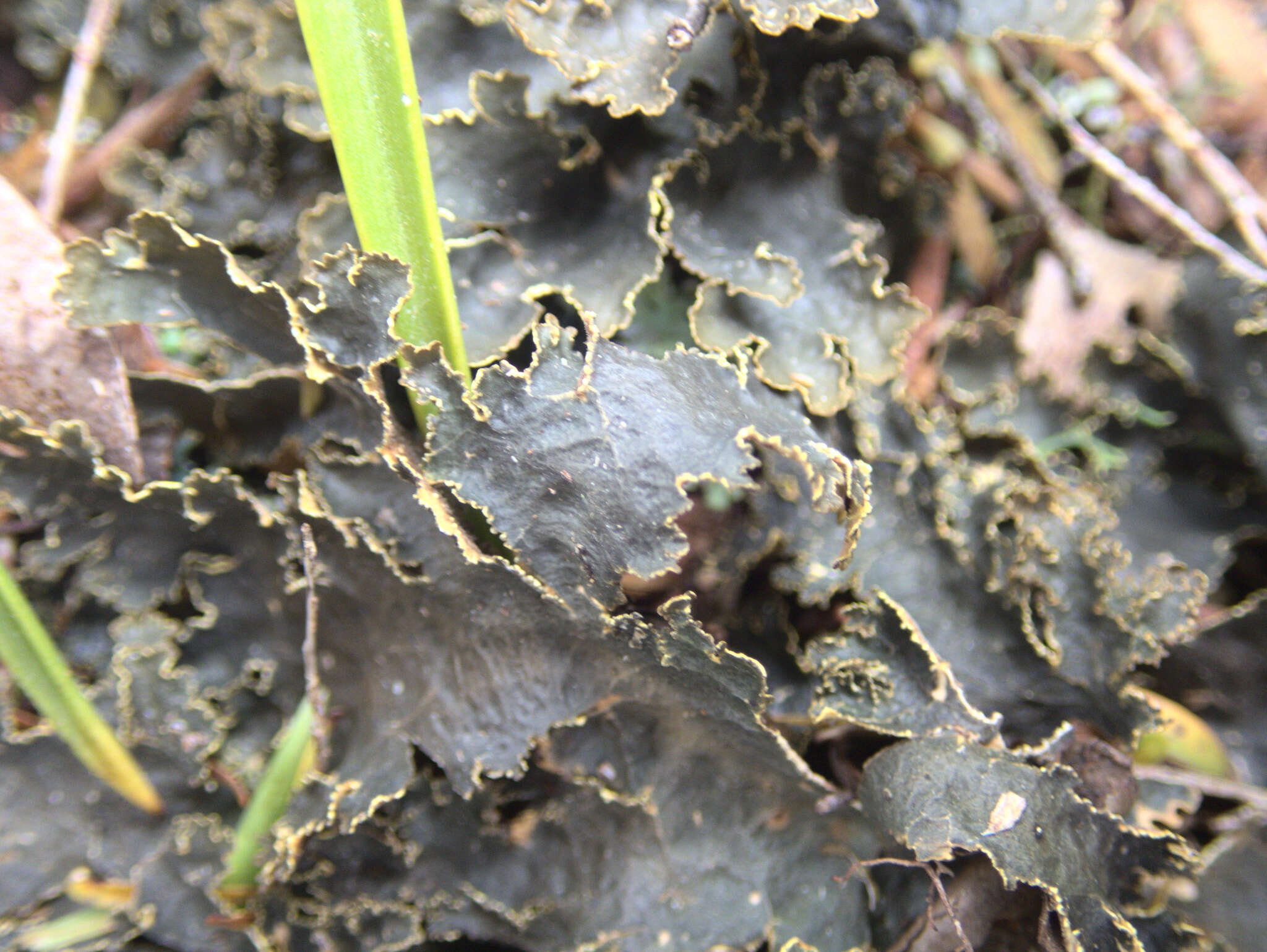 Слика од Pseudocyphellaria neglecta (Müll. Arg.) H. Magn.