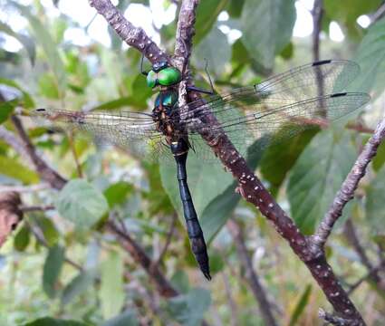 Image of Somatochlora viridiaenea (Uhler 1858)