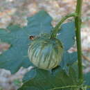 Image of Solanum dasyphyllum Schum. & Thonn.