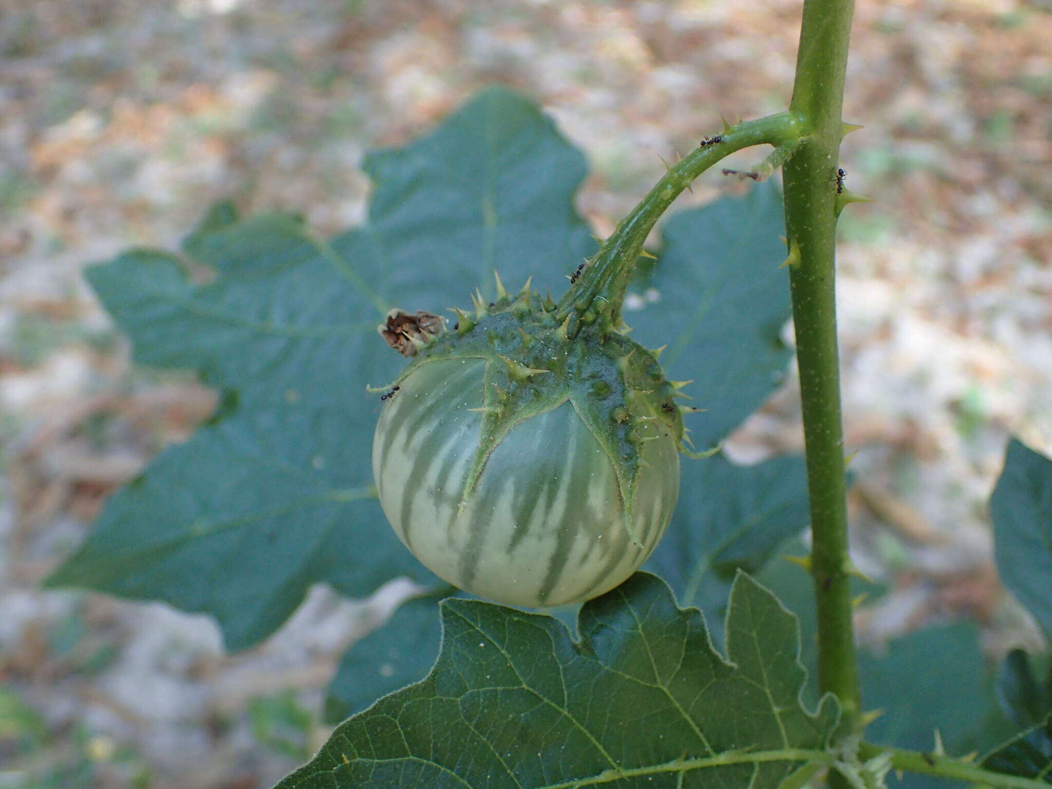 Image of Solanum dasyphyllum Schum. & Thonn.