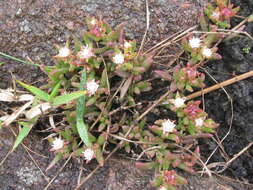 Image of Delosperma lineare L. Bol.