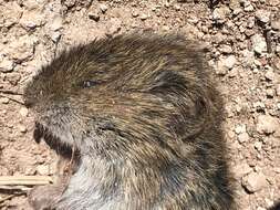 Image of montane vole