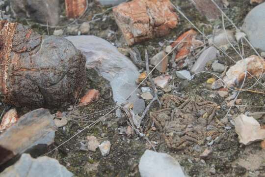 Image of Ariocarpus bravoanus subsp. hintonii (Stuppy & N. P. Taylor) E. F. Anderson & W. A. Fitz Maur.