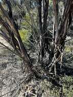 Image of Green mallee