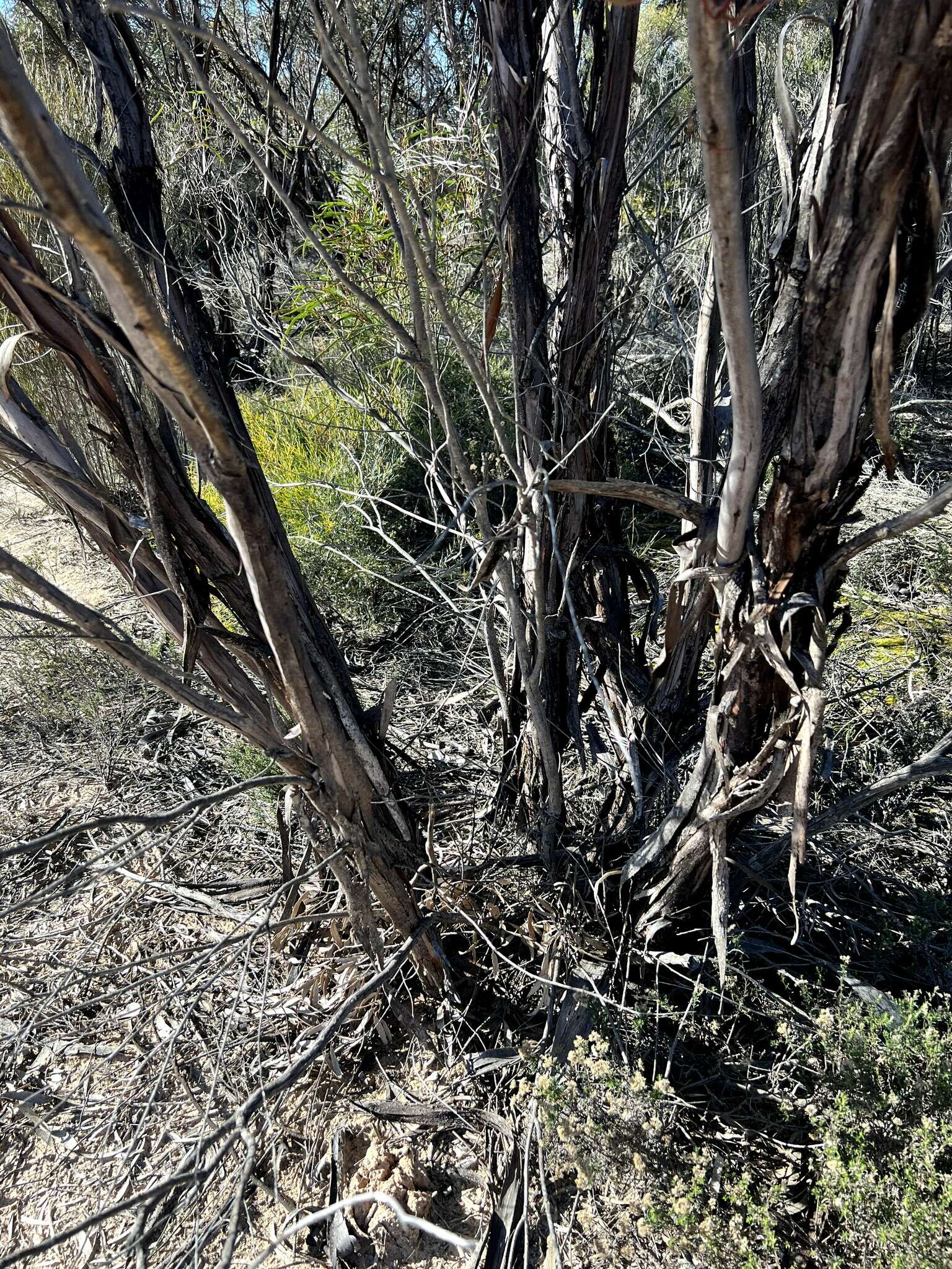 Image of Green mallee