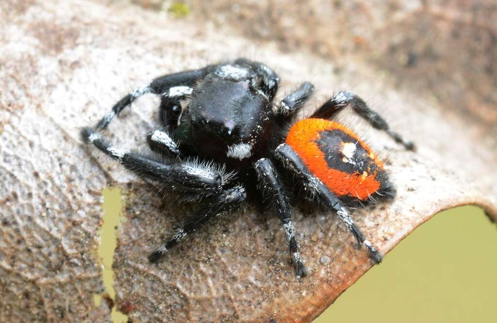 Image of Phidippus princeps pulcherrimus Keyserling 1885