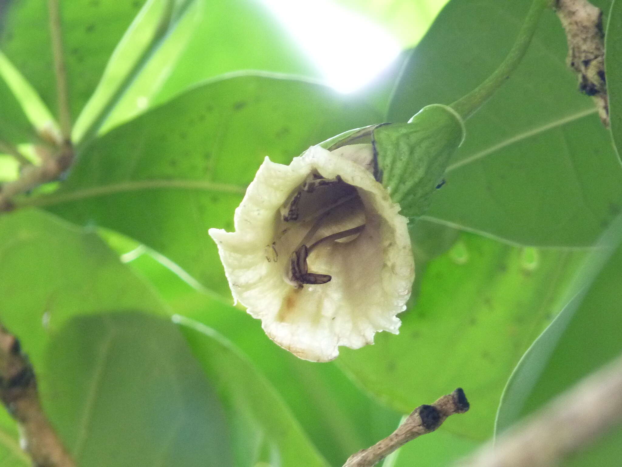 Imagem de Amphitecna latifolia (Mill.) A. H. Gentry