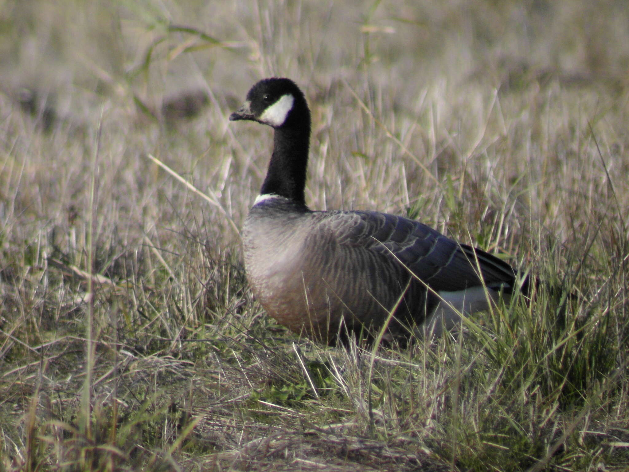 Image of Branta hutchinsii minima Ridgway 1885