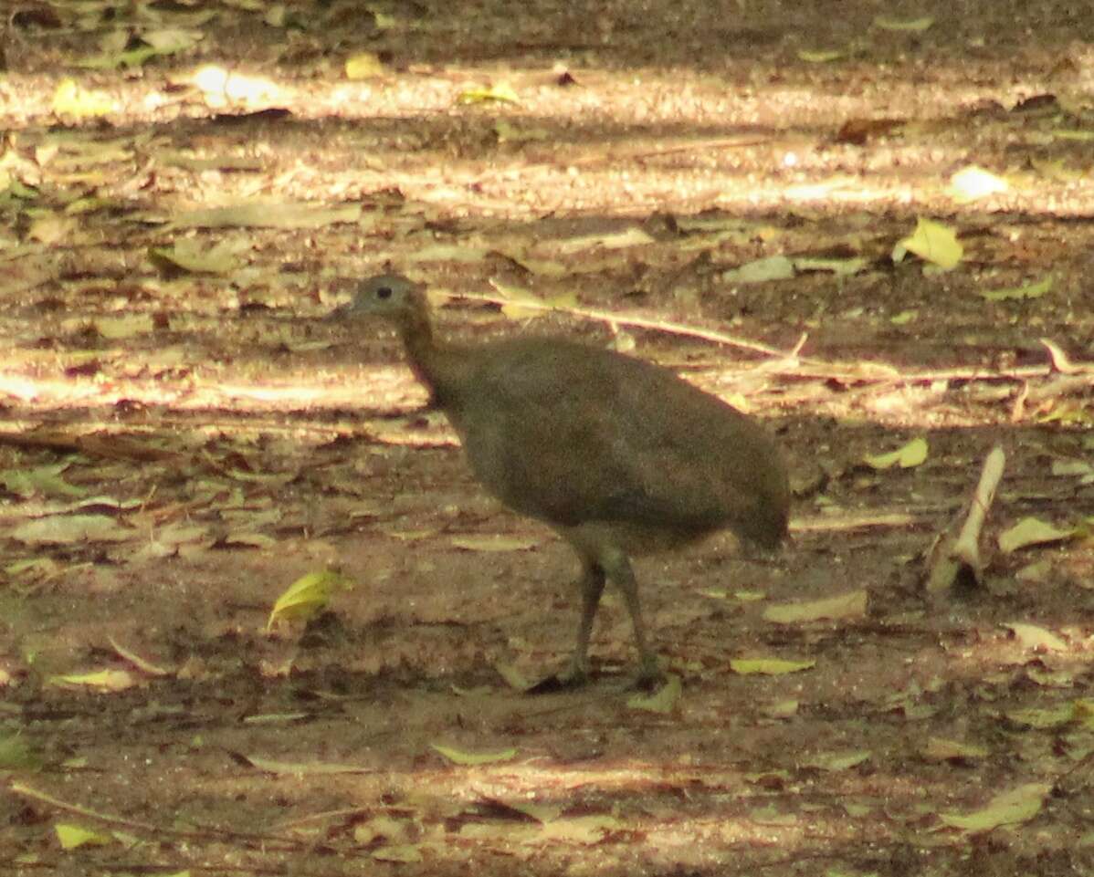 Image of Solitary Tinamou