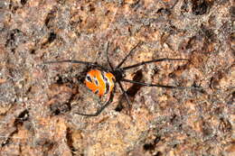 Plancia ëd Latrodectus curacaviensis (Müller 1776)