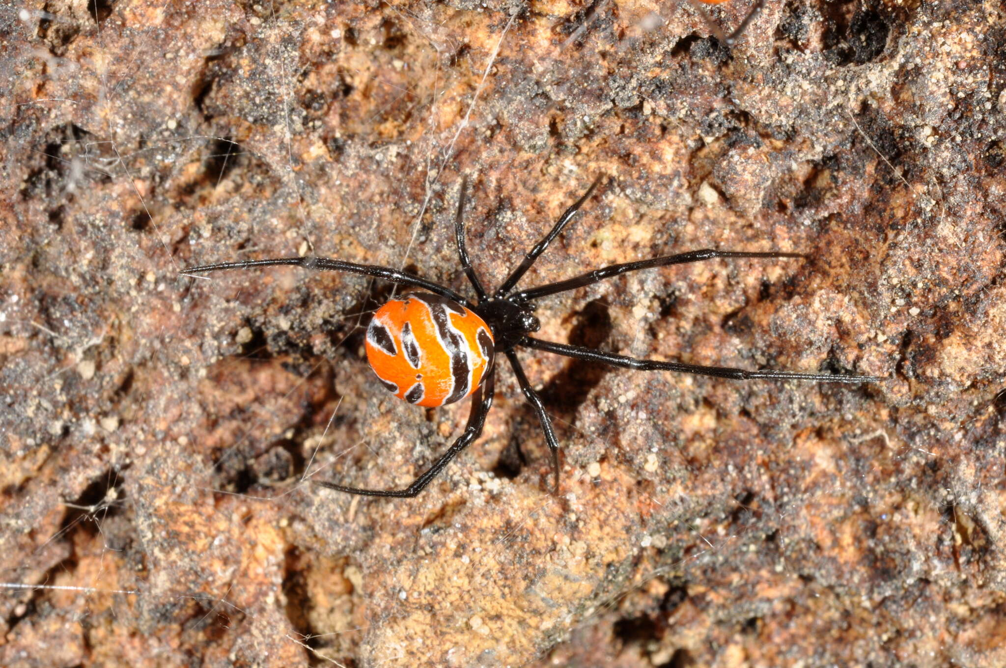 Latrodectus curacaviensis (Müller 1776)的圖片