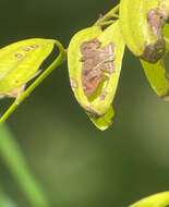 Image of <i>Odontoptilum <i>angulata</i></i> angulata