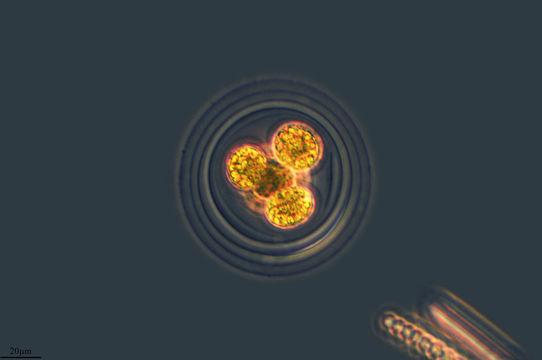 Image of <i>Asterococcus superbus</i>