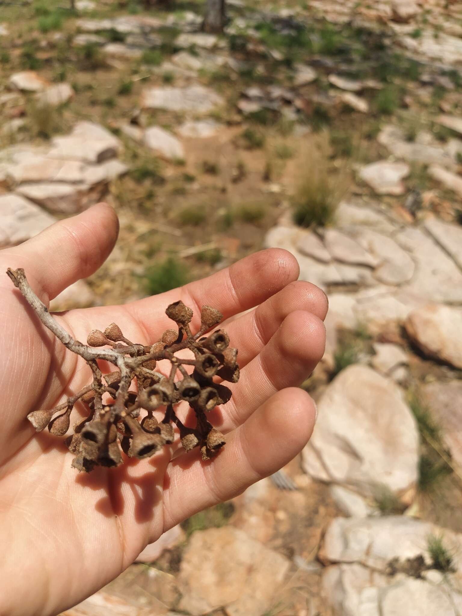 Plancia ëd Corymbia dichromophloia (F. Müll.) K. D. Hill & L. A. S. Johnson