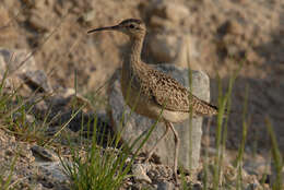 Image of Little Curlew