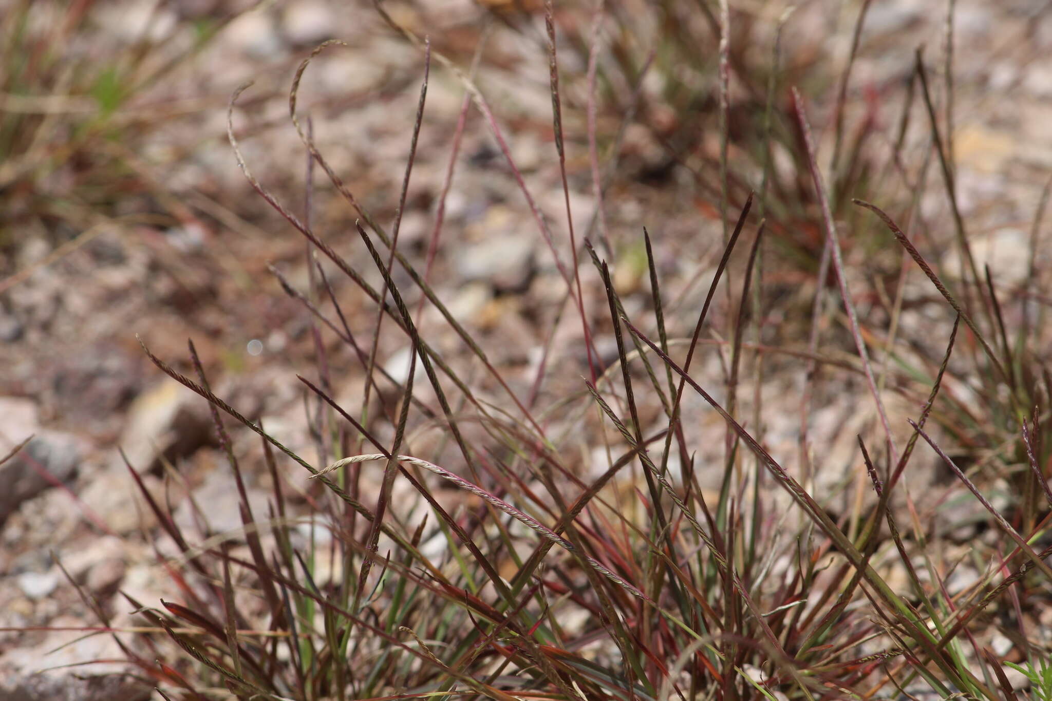 Sivun Microchloa kunthii Desv. kuva