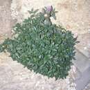 Image of Chaenorhinum crassifolium subsp. crassifolium