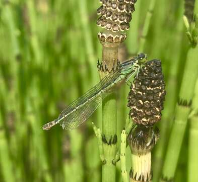 Image of Norfolk Damselfly