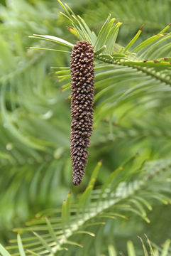Image of Wollemi Pine