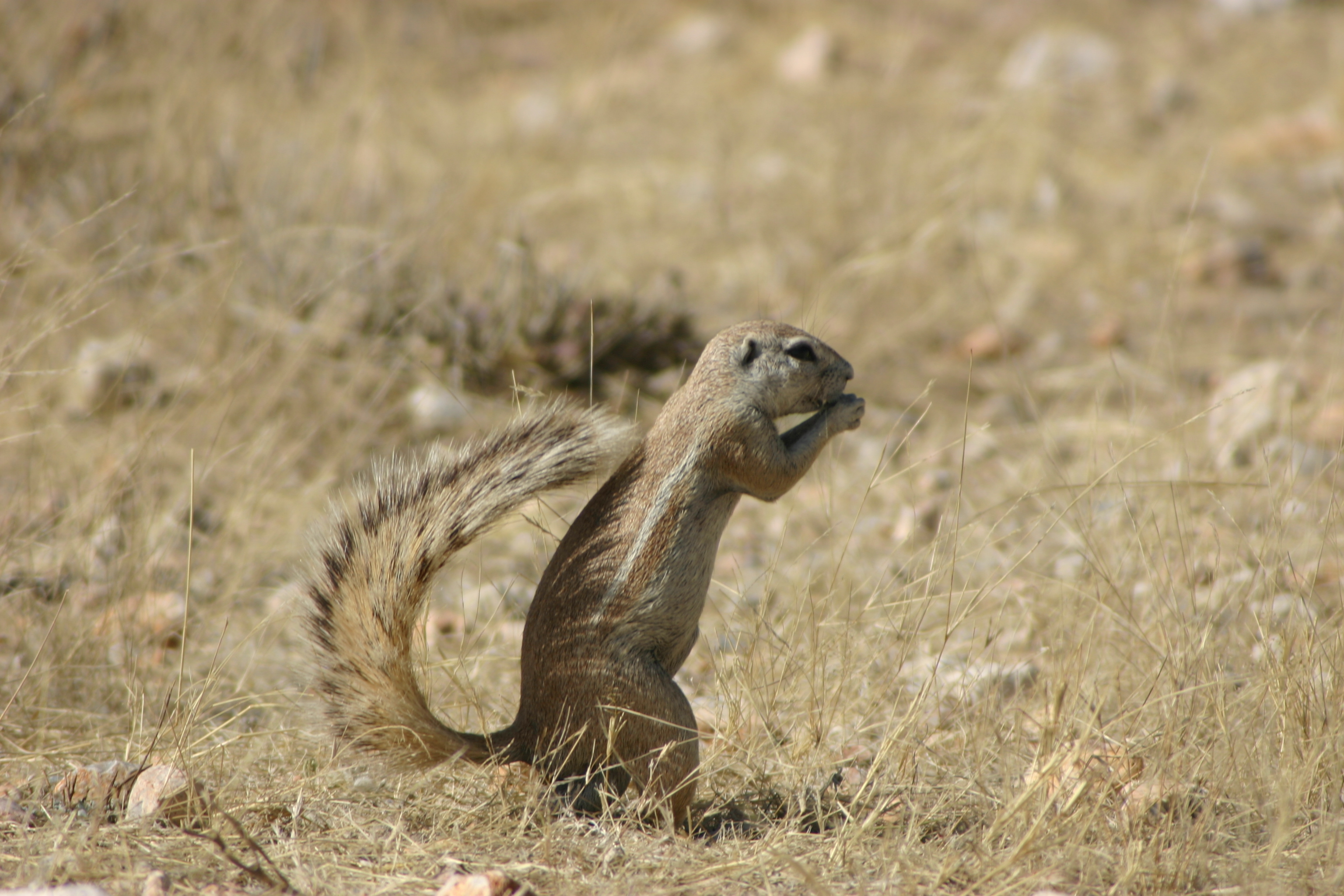 Image of Cape Ground Squirrel