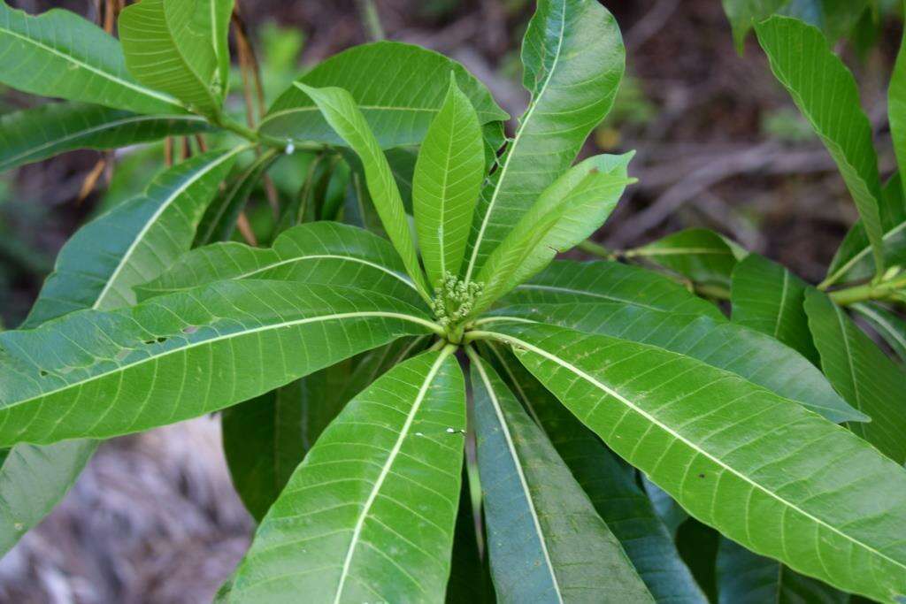 Alstonia macrophylla Wall. ex G. Don resmi