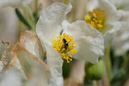 Macrotera mortuaria (Timberlake 1954) resmi