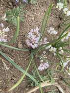 Image of Brandegee's onion