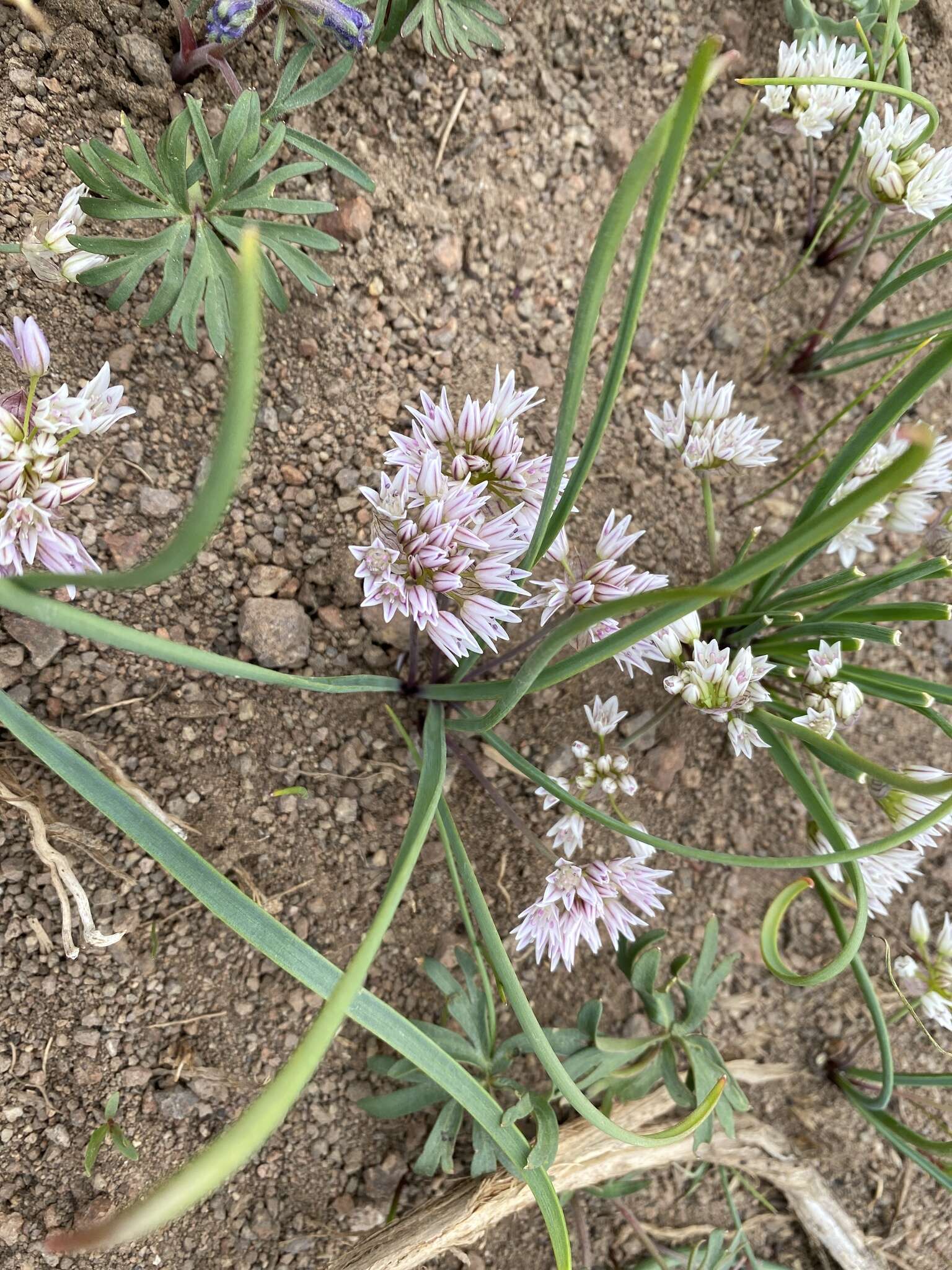 Allium brandegeei S. Watson的圖片